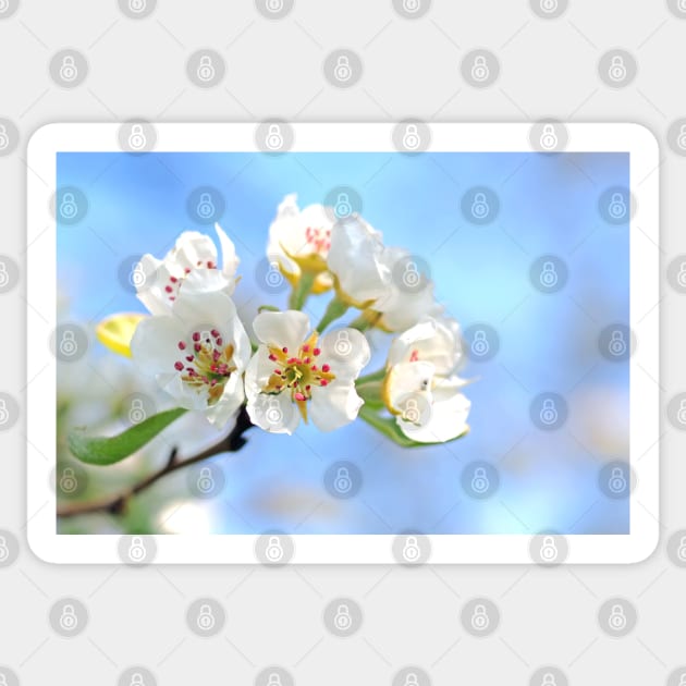 White Flowers on Defocused Day Background Sticker by Lebihanto